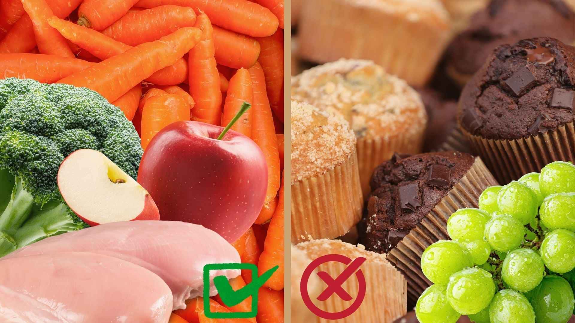 que no pueden comer los perros